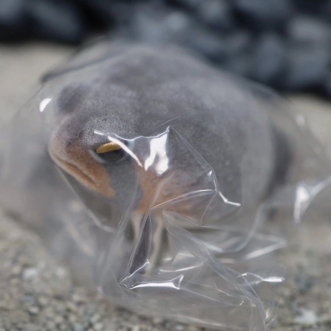 ネイチャーテクニカラー FLOCKY 土まみれのフクラガエル フィギュア