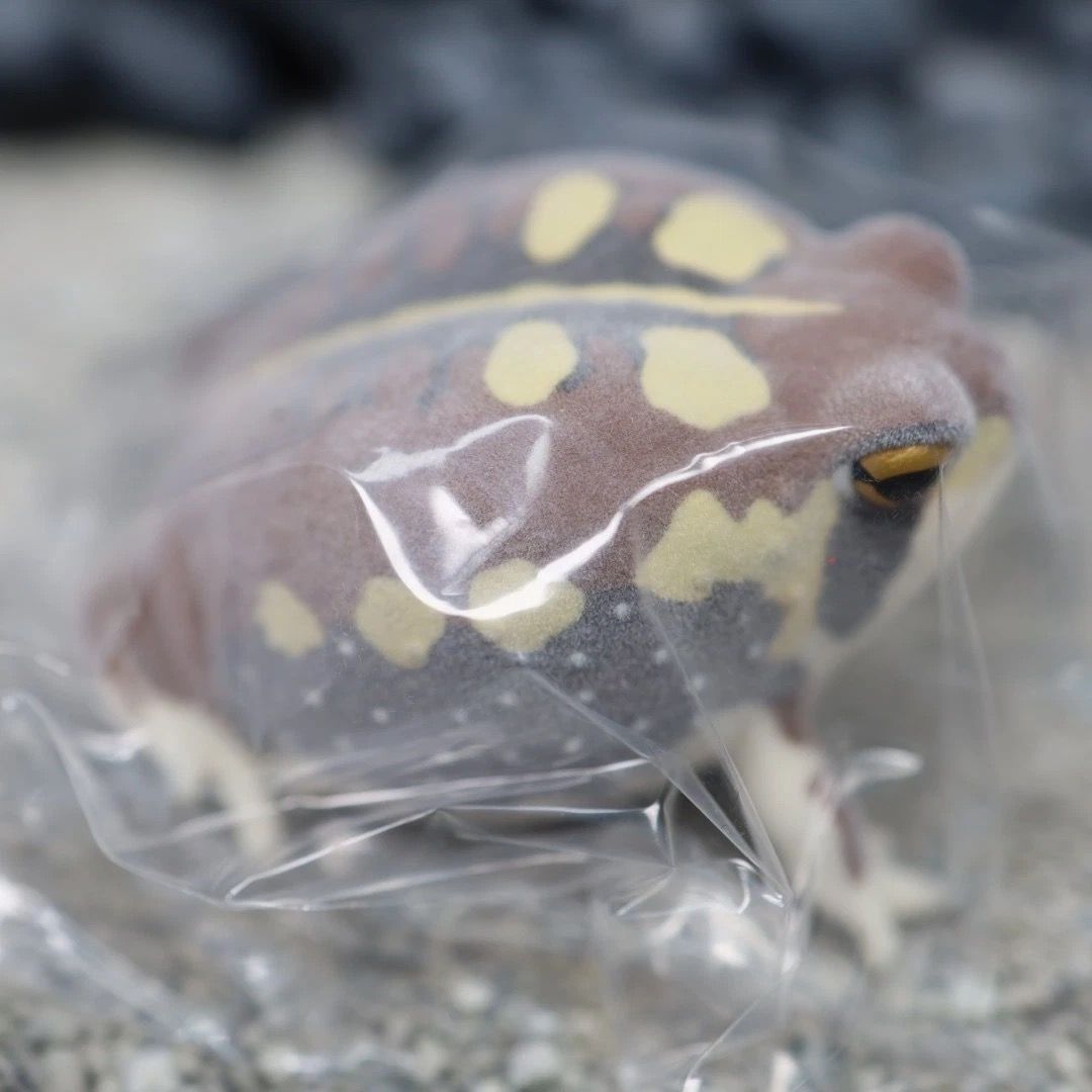 ネイチャーテクニカラー FLOCKY 土まみれのフクラガエル フィギュア