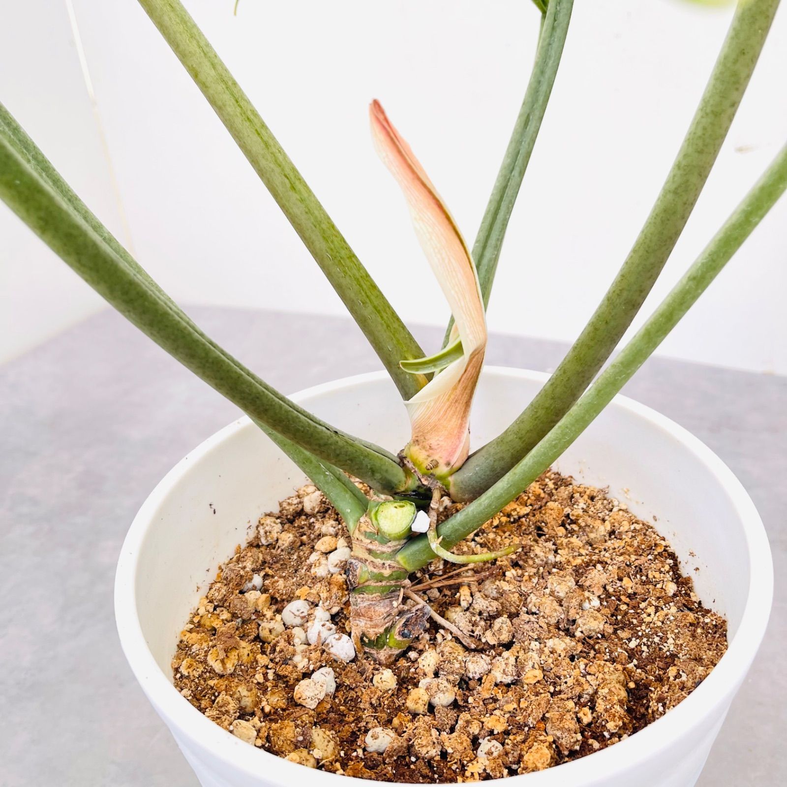フィロデンドロン トータム 5【現品】☆希少☆ 観葉植物 室内 7号