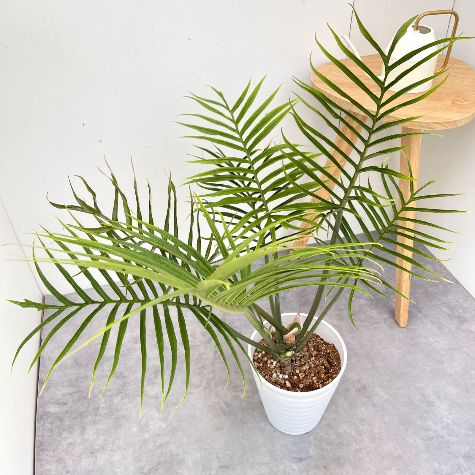 フィロデンドロン トータム 5【現品】☆希少☆ 観葉植物 室内 7号