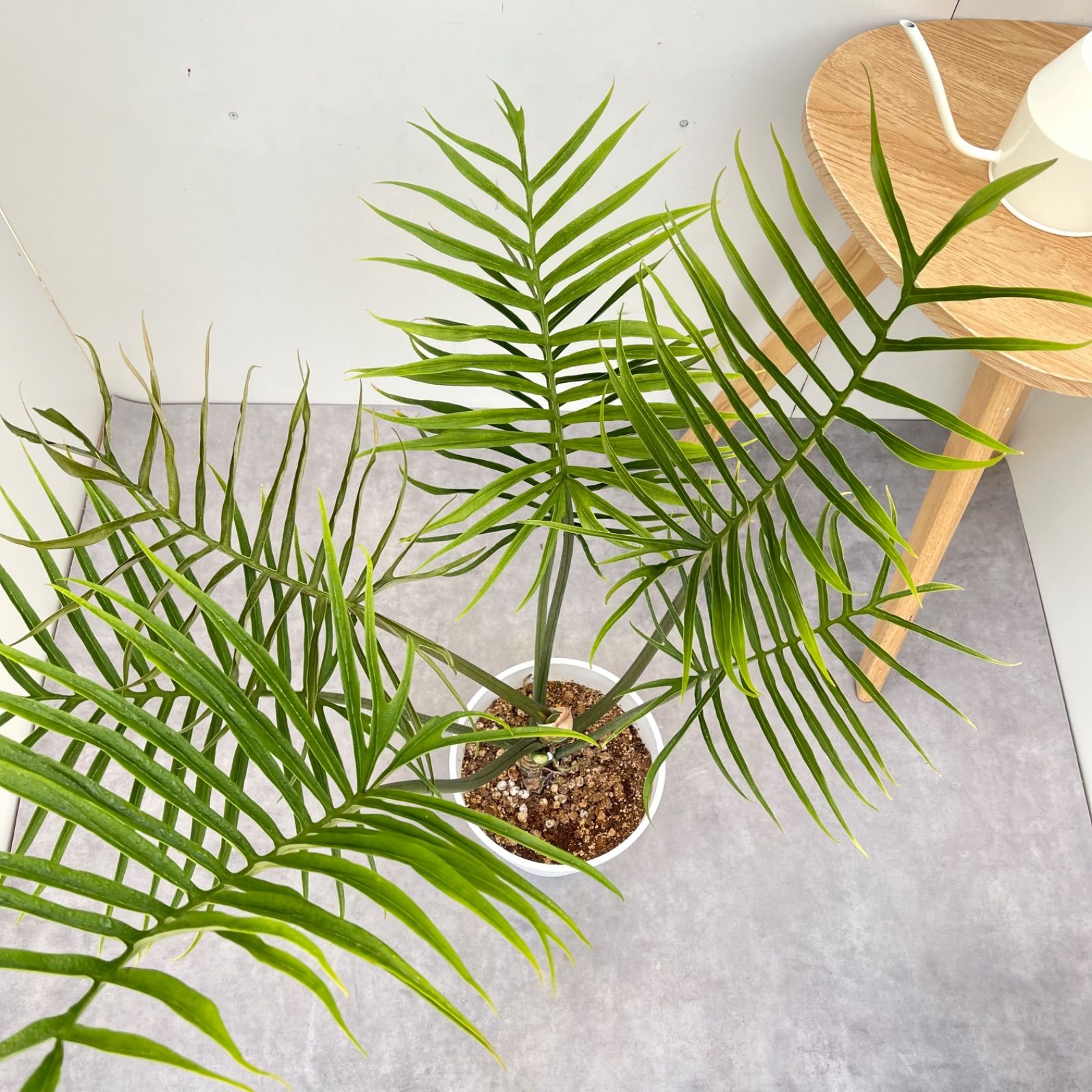 フィロデンドロン トータム 5【現品】☆希少☆ 観葉植物 室内 7号