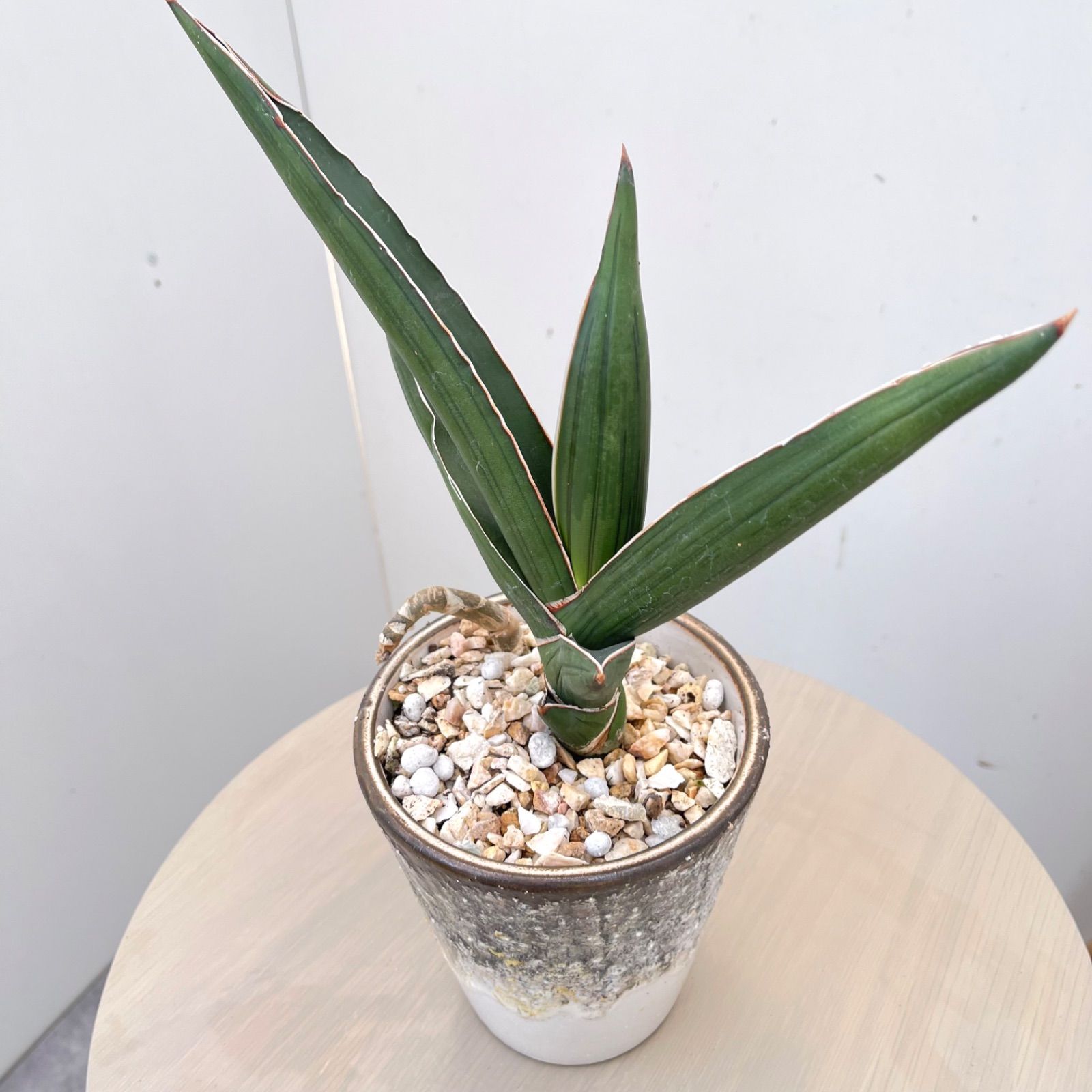 サンスベリア サムライドワーフ【現品】観葉植物 室内 陶器鉢 - メルカリ