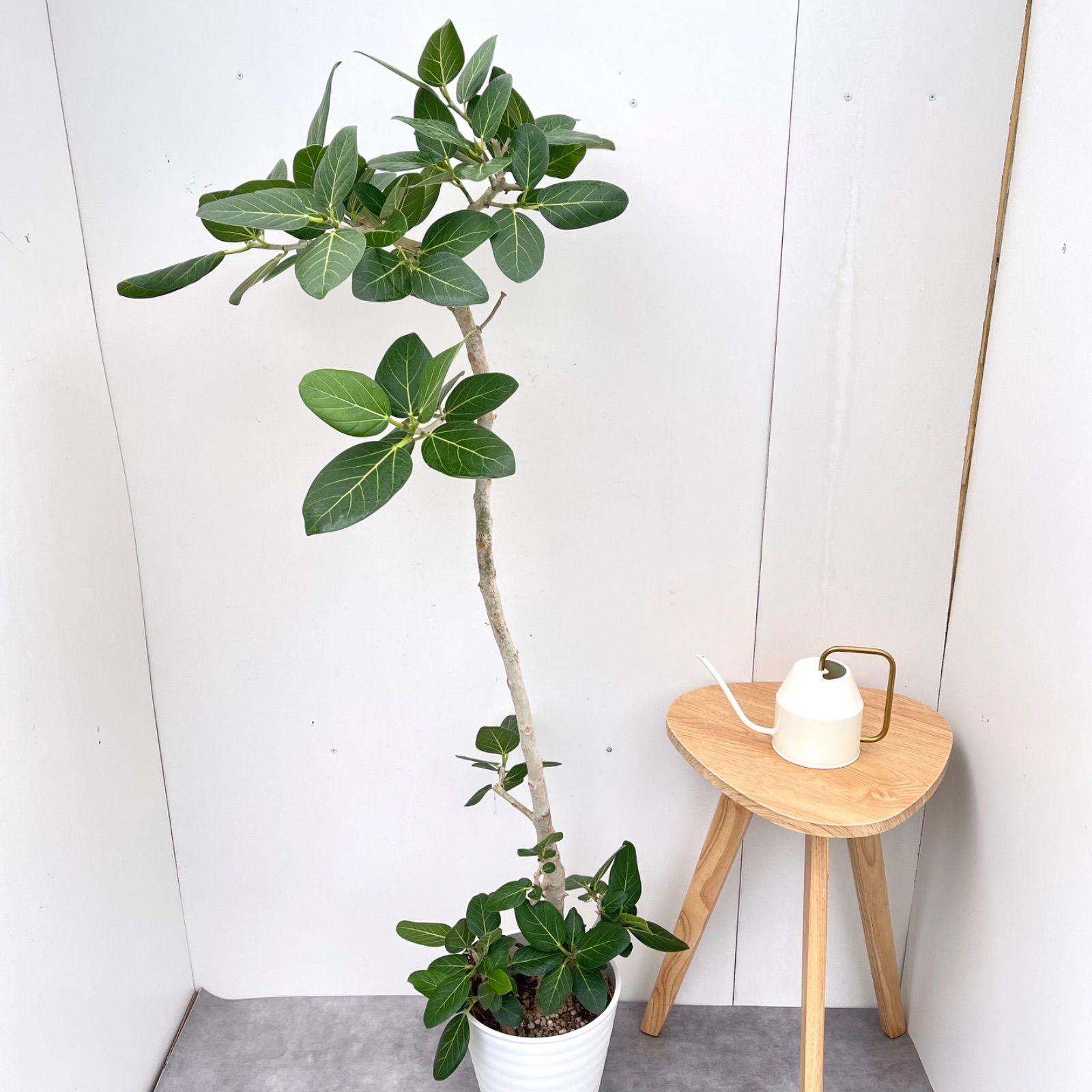 フィカス ベンガレンシス 曲がり 19【現品】観葉植物 大型 室内 - メルカリ