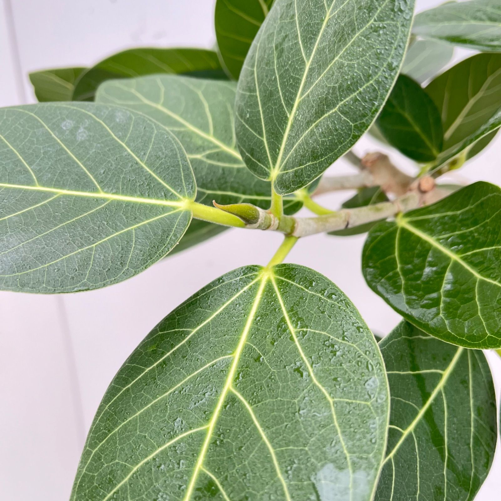 フィカス ベンガレンシス 曲がり 19【現品】観葉植物 大型 室内 - メルカリ