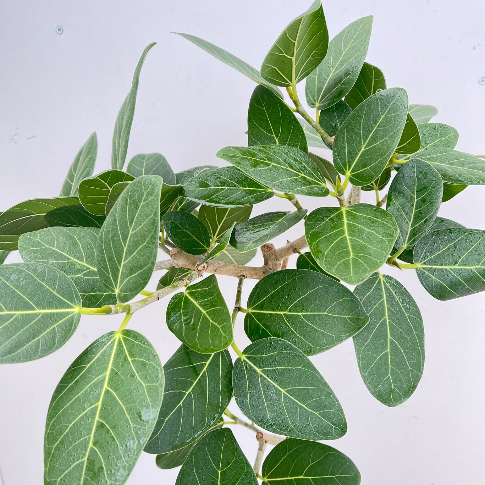 フィカス ベンガレンシス 曲がり 19【現品】観葉植物 大型 室内 - メルカリ