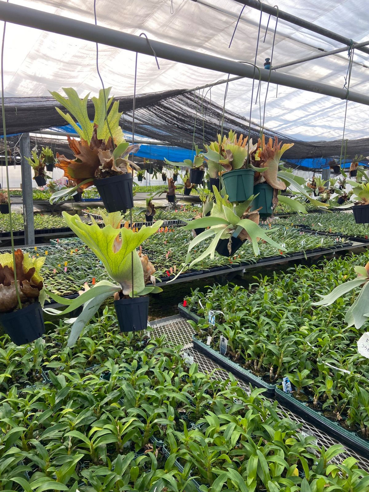 けんちゃん様専用 ビカクシダ3個セット - メルカリ