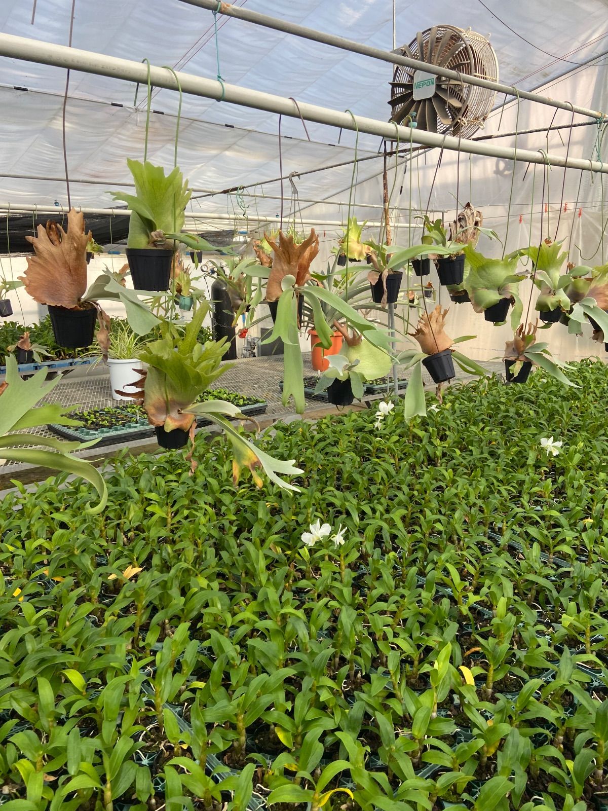 けんちゃん様専用 ビカクシダ3個セット - メルカリ