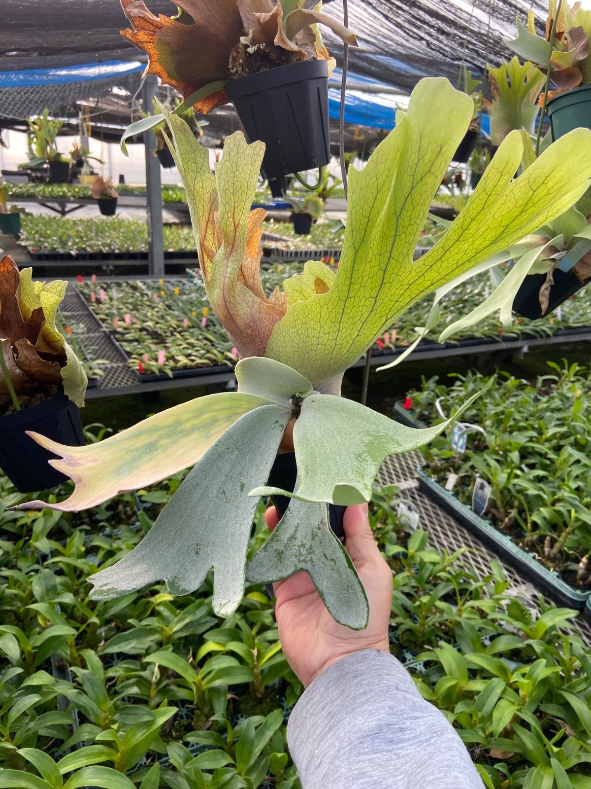 けんちゃん様専用 ビカクシダ3個セット - メルカリ