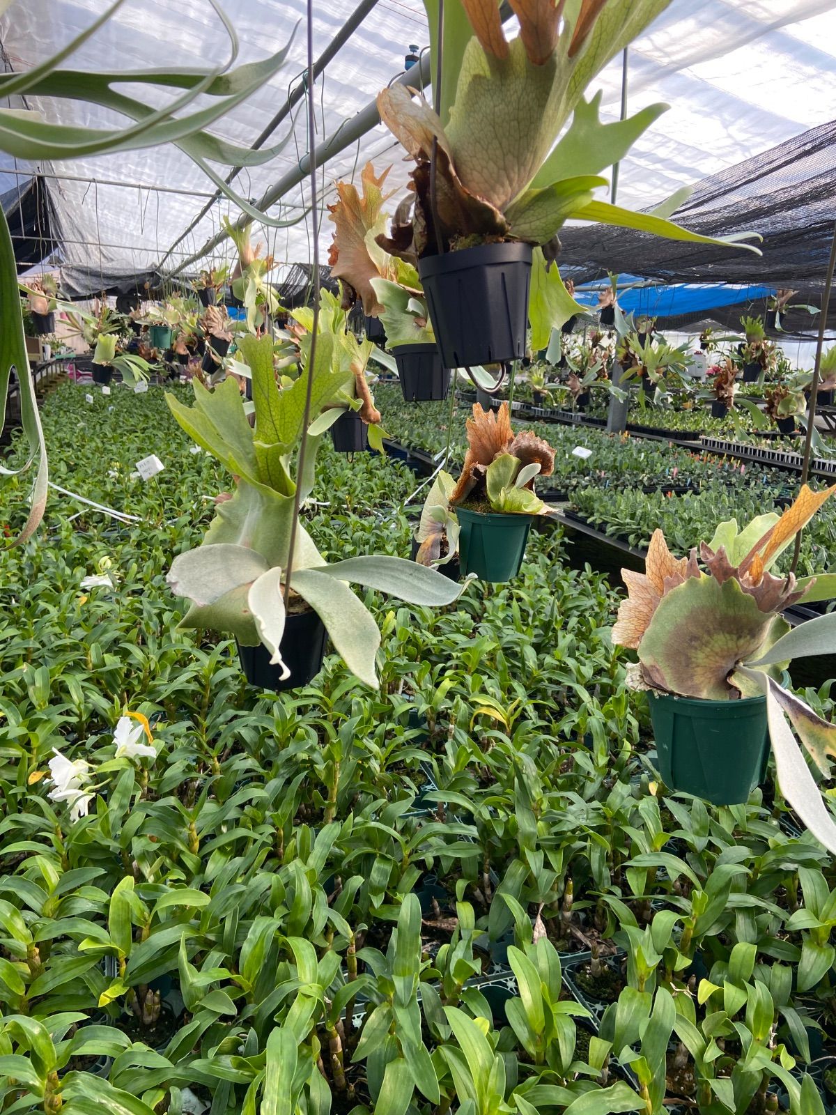 けんちゃん様専用 ビカクシダ3個セット - メルカリ