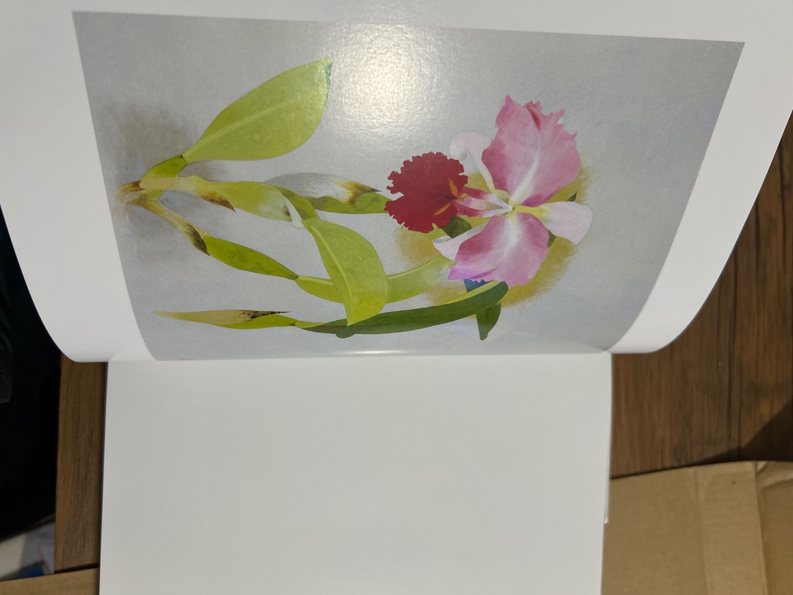 定価3.9万・絶版】松岡政信画集「花の譜」 - メルカリ