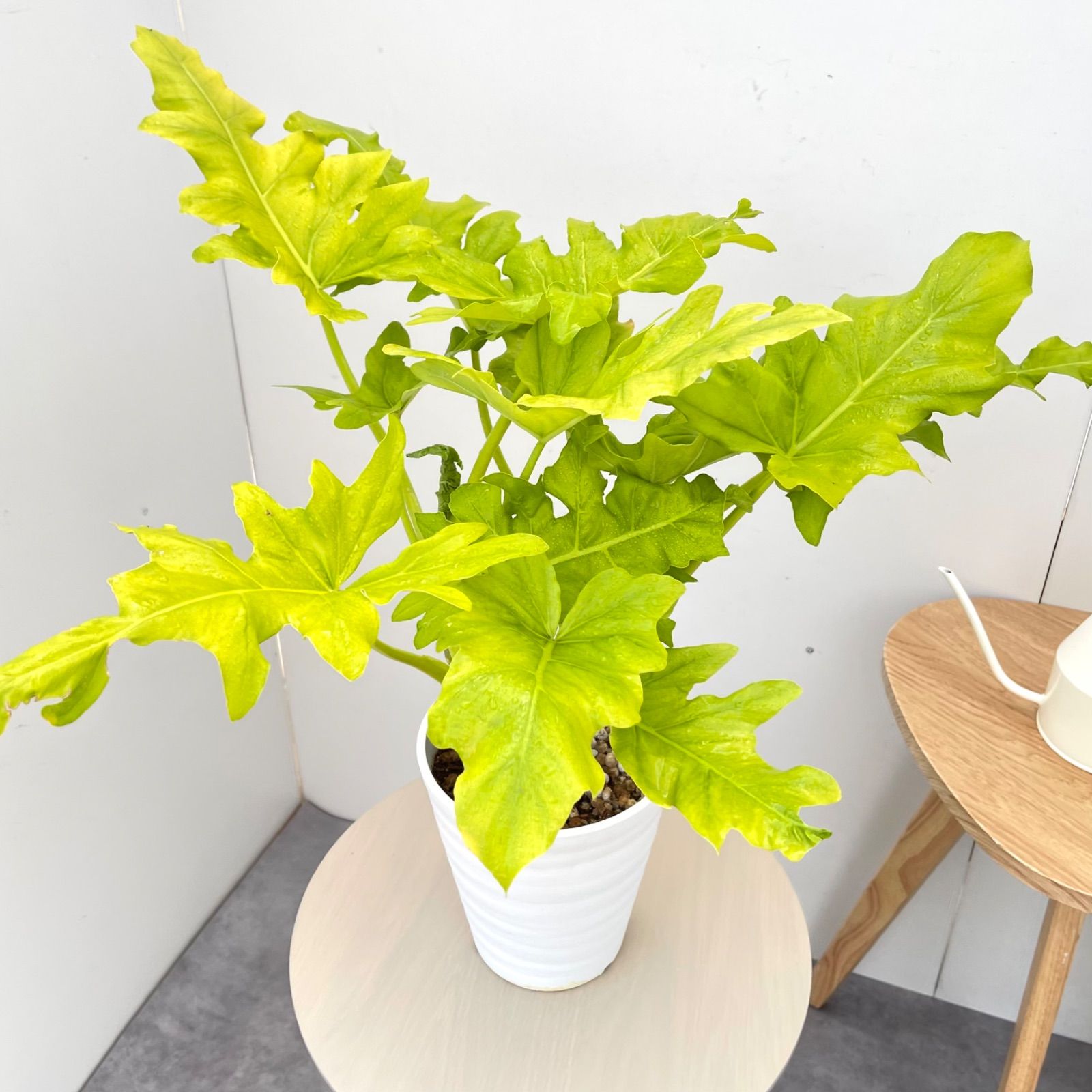 フィロデンドロン セローム ゴールドリーフ 4【現品】☆希少☆ 観葉