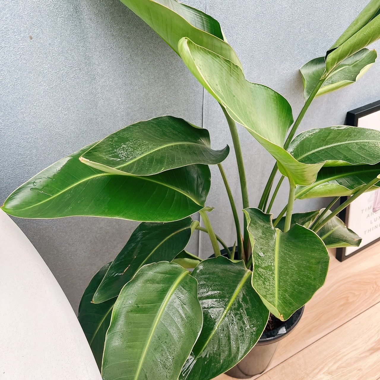 現品］40番 ストレリチアニコライ オーガスタ 8号 観葉植物 大型 室内