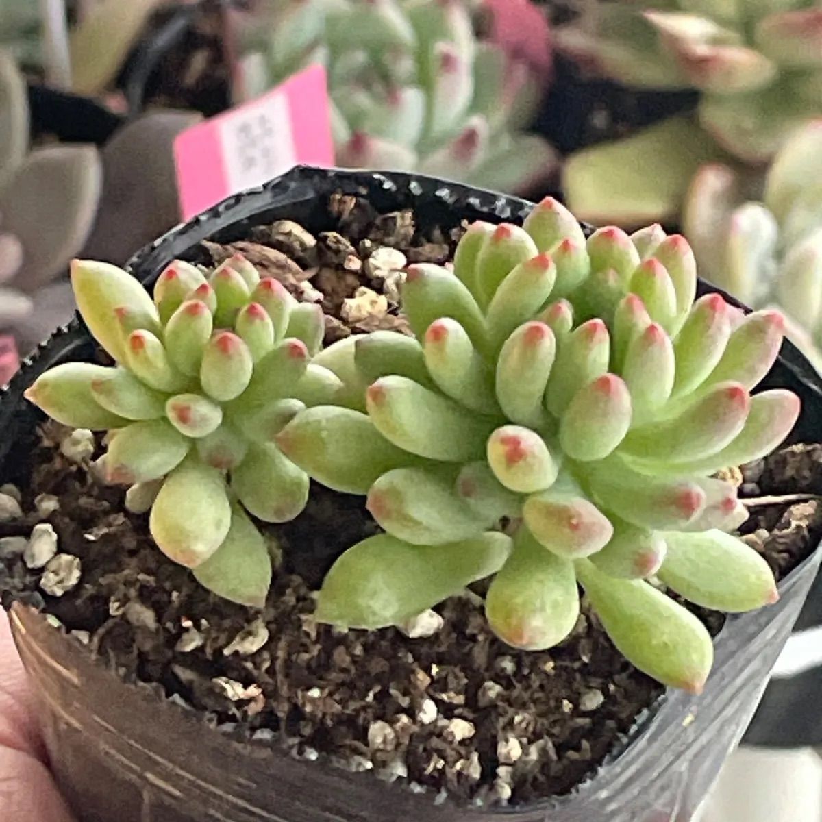 多肉植物♡花火❤︎抜き苗(根付き) - メルカリ