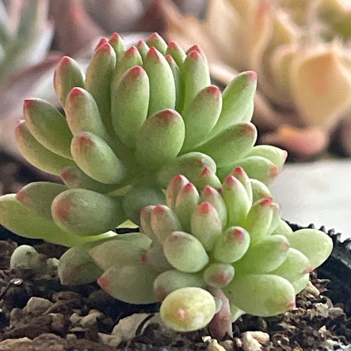 多肉植物♡花火❤︎抜き苗(根付き) - メルカリ