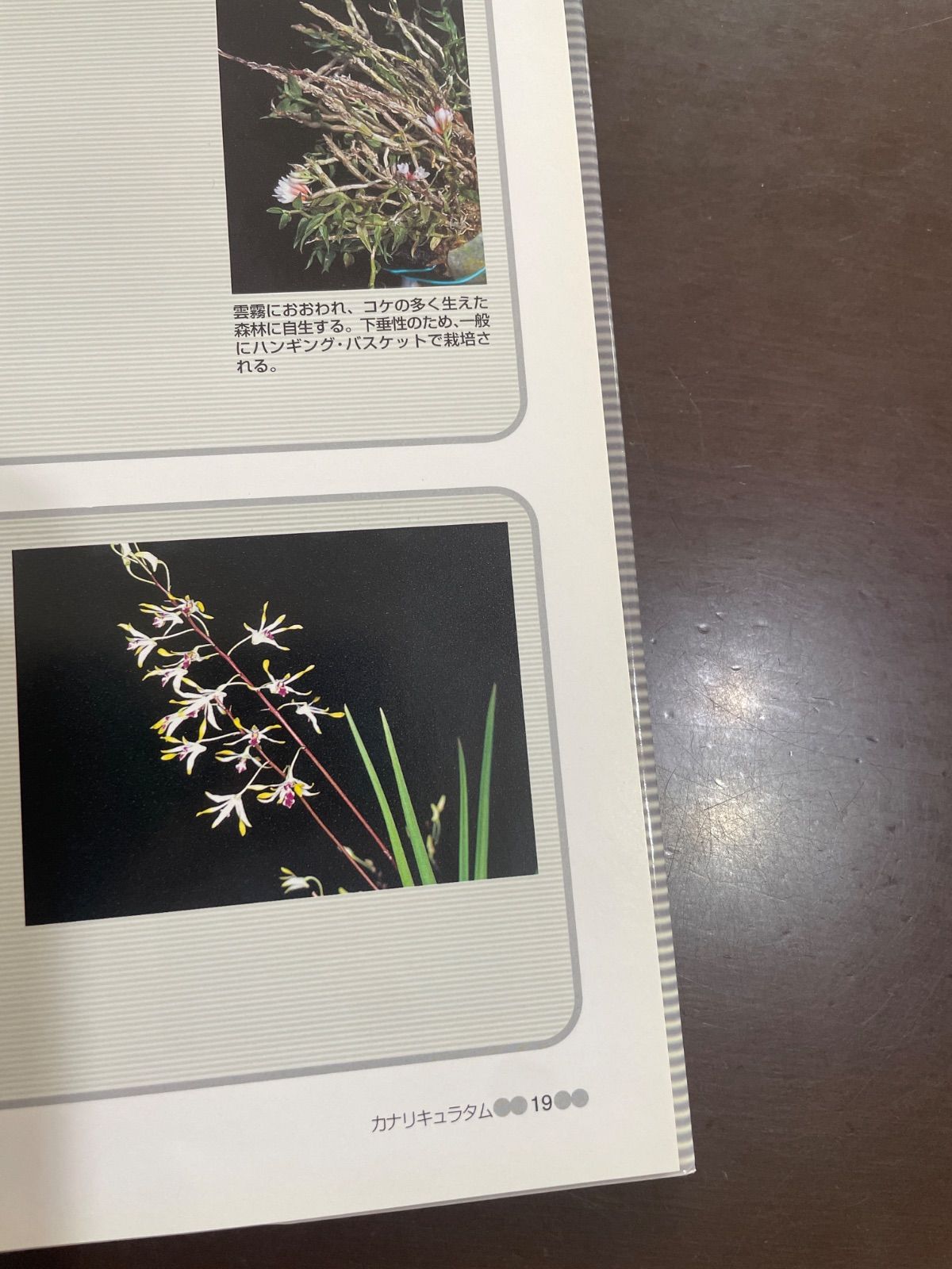 原種デンドロビューム全書 (オーキッドバイブル 2) | 岡田 弘 - メルカリ