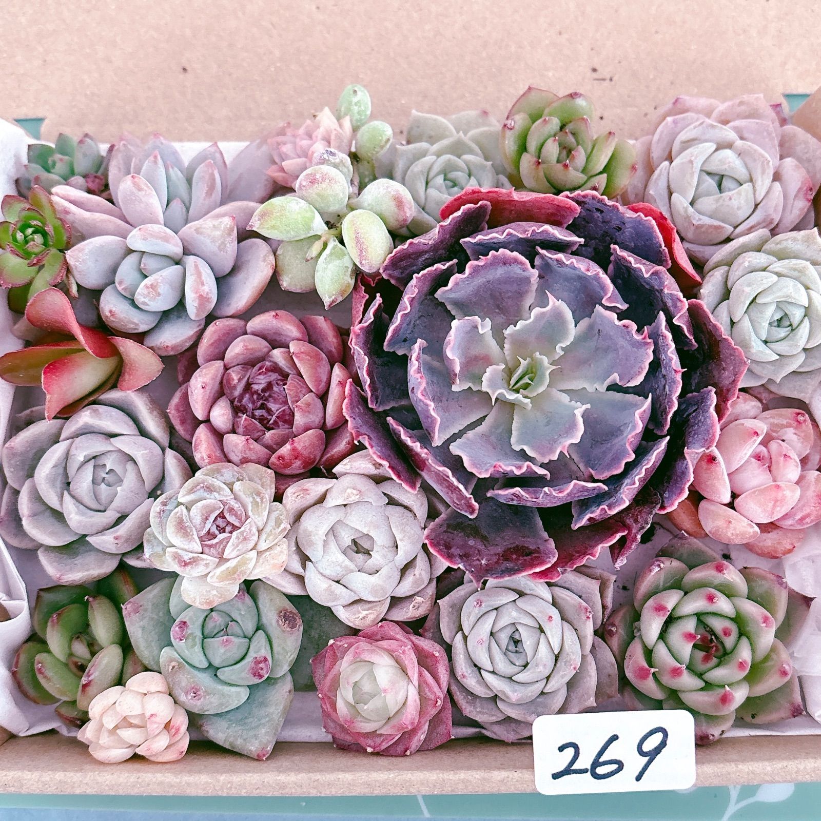 269 多肉植物寄せ植えセット - メルカリ