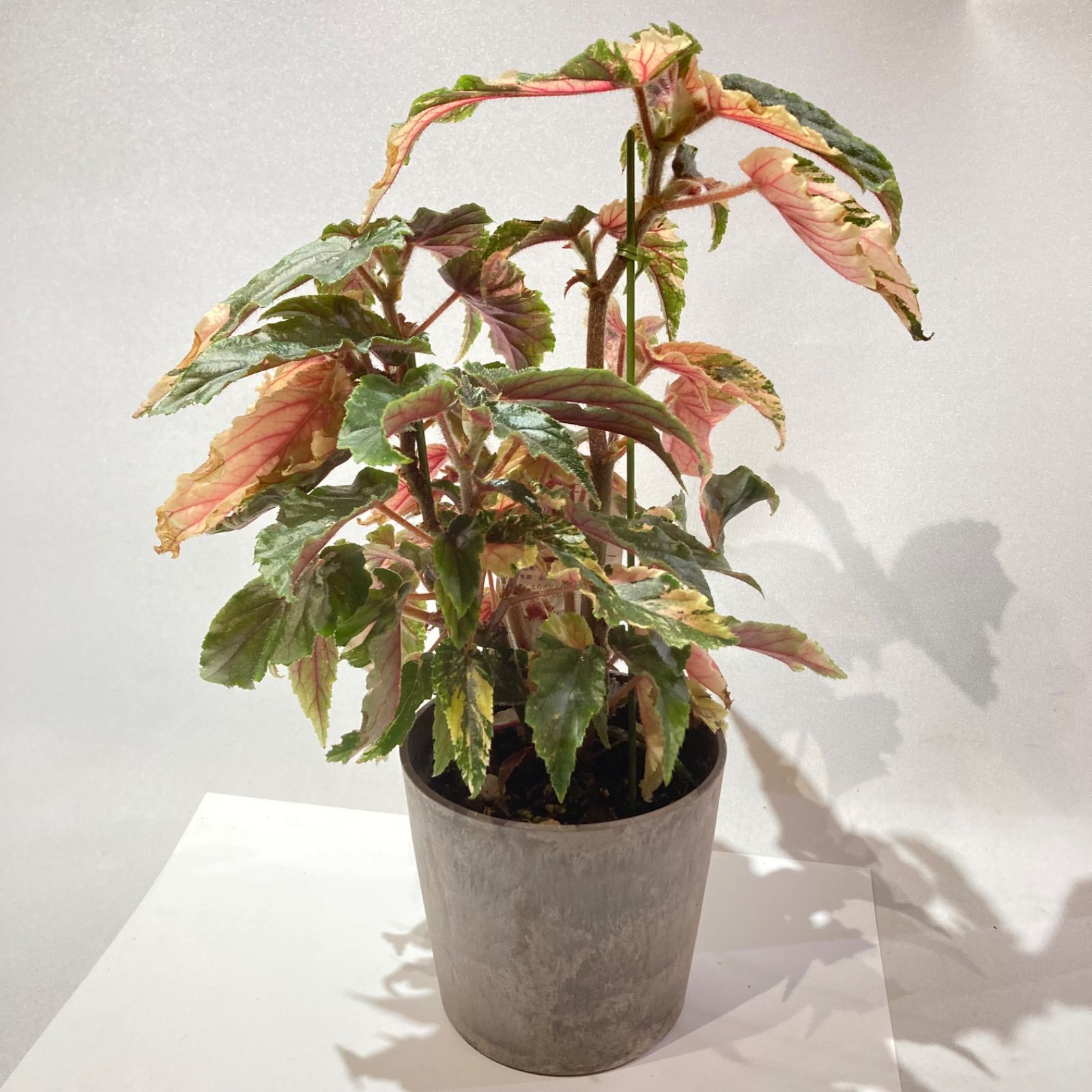 木立性ベゴニア ベゴニア・ジニー銀河（斑入り葉） - メルカリ