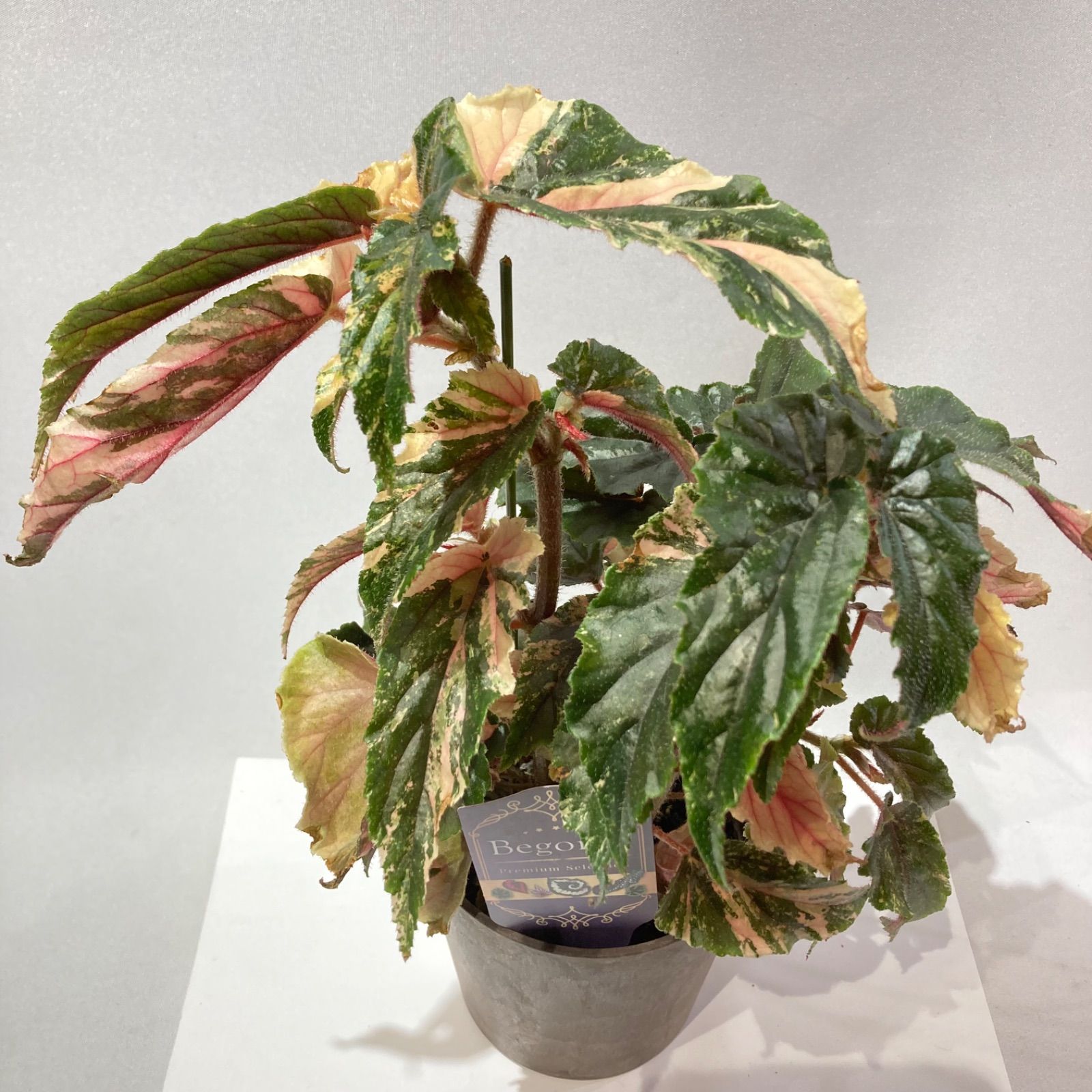 木立性ベゴニア ベゴニア・ジニー銀河（斑入り葉） - メルカリ