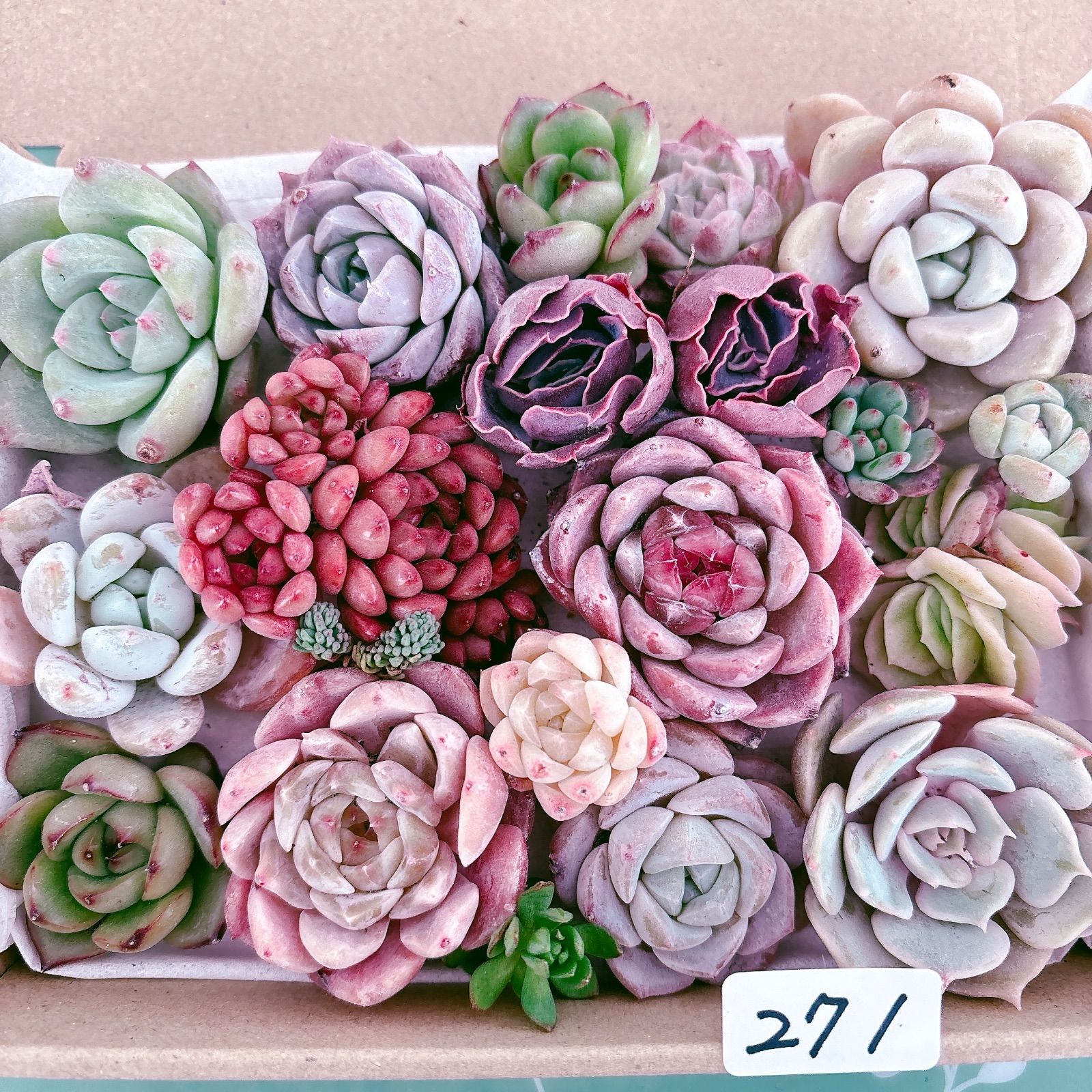 271 多肉植物寄せ植えセット - メルカリ