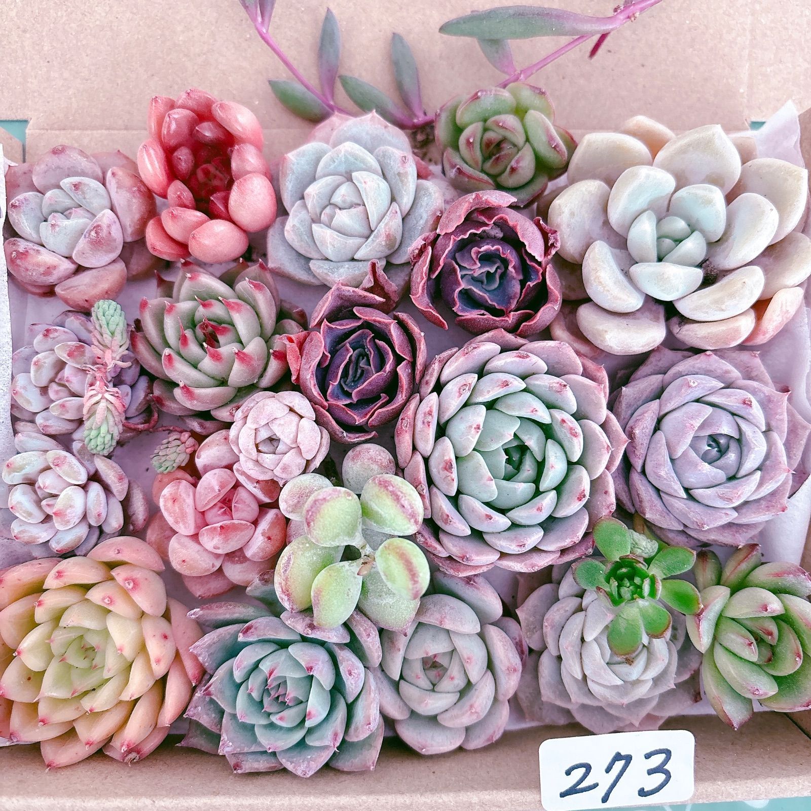 273 多肉植物寄せ植えセット - メルカリ