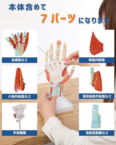 KIYOMARU 手解剖模型 7パーツ分解 等身大 軟部組織付き 理学療法士監修