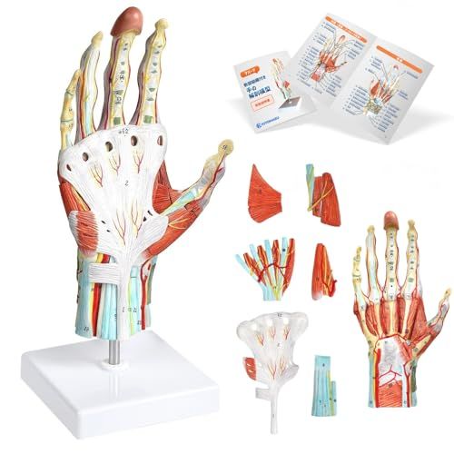 KIYOMARU 手解剖模型 7パーツ分解 等身大 軟部組織付き 理学療法士監修