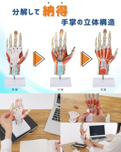 KIYOMARU 手解剖模型 7パーツ分解 等身大 軟部組織付き 理学療法士監修