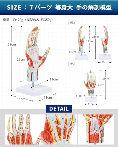 KIYOMARU 手解剖模型 7パーツ分解 等身大 軟部組織付き 理学療法士監修
