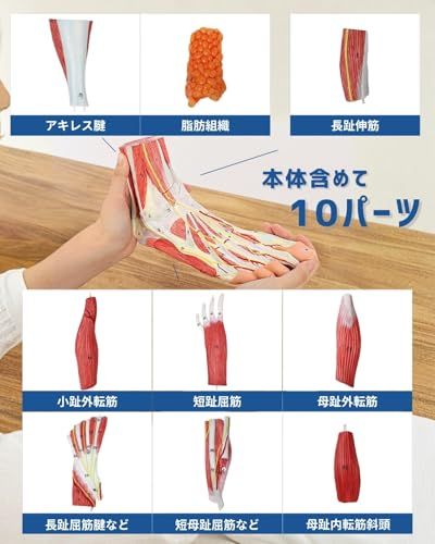 KIYOMARU 足部解剖模型 10パーツ 等身大 軟部組織付き 理学療法士監修