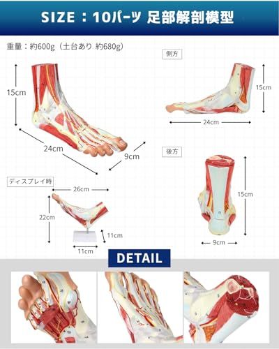 KIYOMARU 足部解剖模型 10パーツ 等身大 軟部組織付き 理学療法士監修