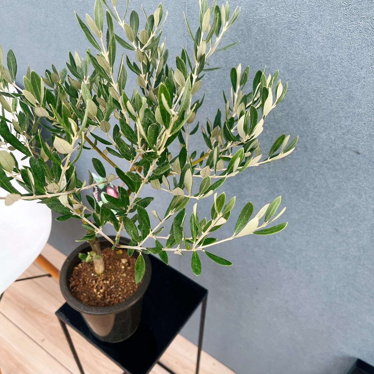 現品］3番 創樹 オリーブ ピクアル 5号 観葉植物 屋外 souju 珍しい