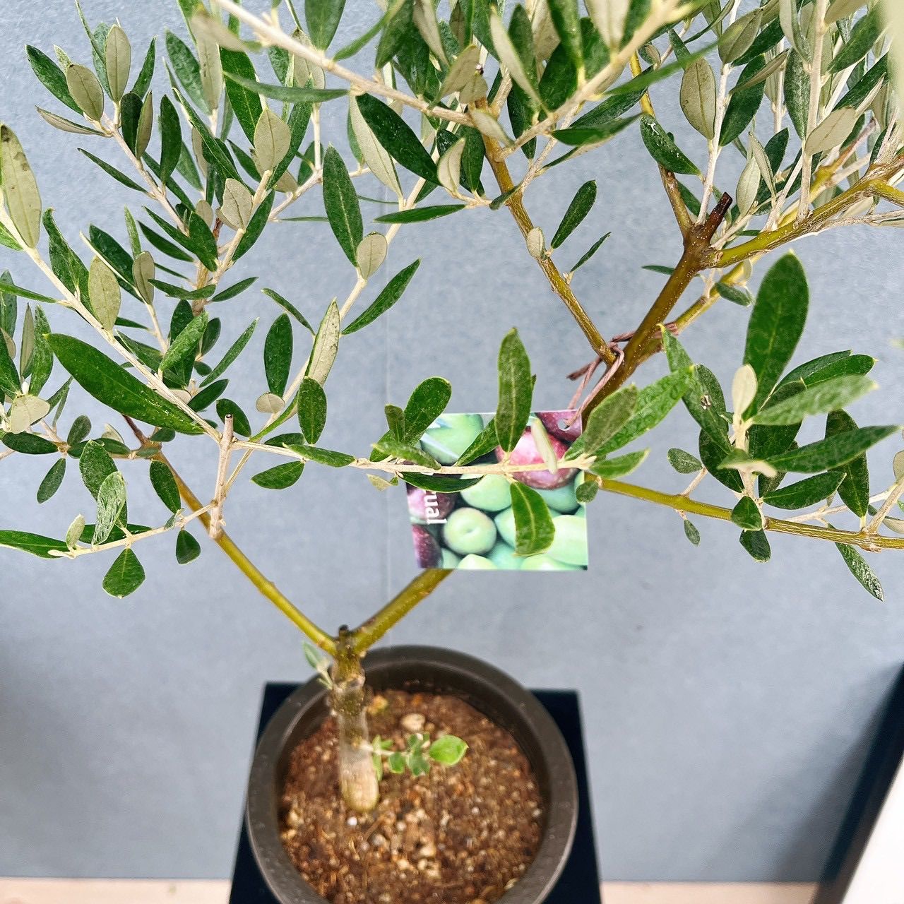 現品］3番 創樹 オリーブ ピクアル 5号 観葉植物 屋外 souju 珍しい