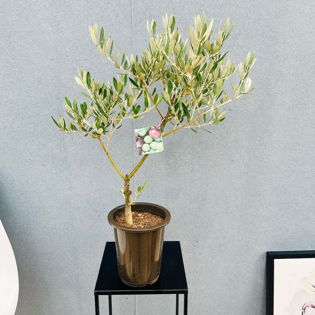 現品］3番 創樹 オリーブ ピクアル 5号 観葉植物 屋外 souju 珍しい