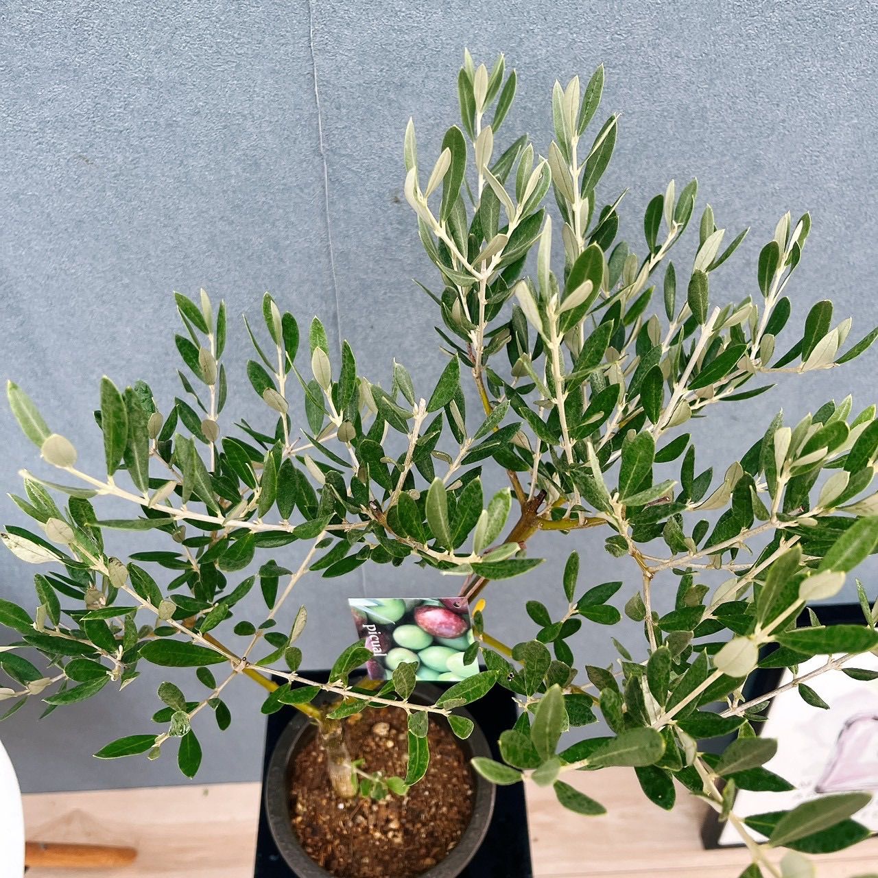 現品］3番 創樹 オリーブ ピクアル 5号 観葉植物 屋外 souju 珍しい