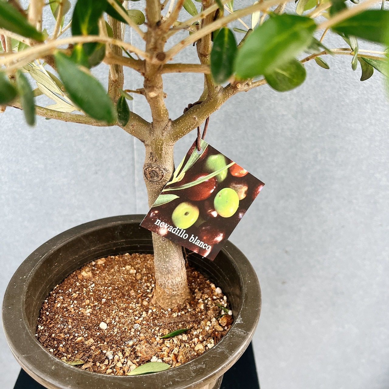 現品］♡かわいい♡ 5番 創樹 オリーブ ネバディロブランコ 5号 観葉