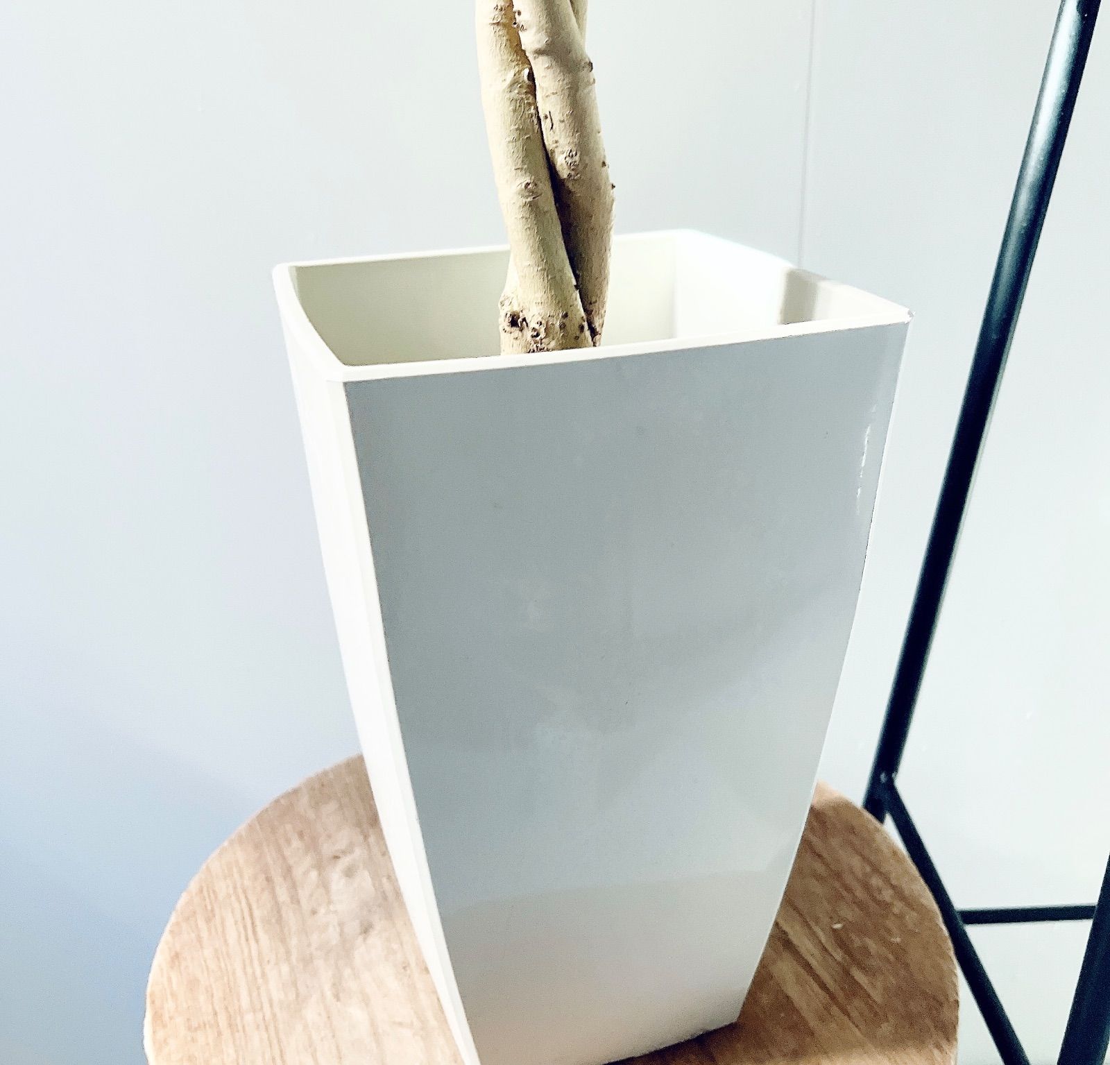 観葉植物 メルカリ市価格！フィカス ベンジャミナ スターL