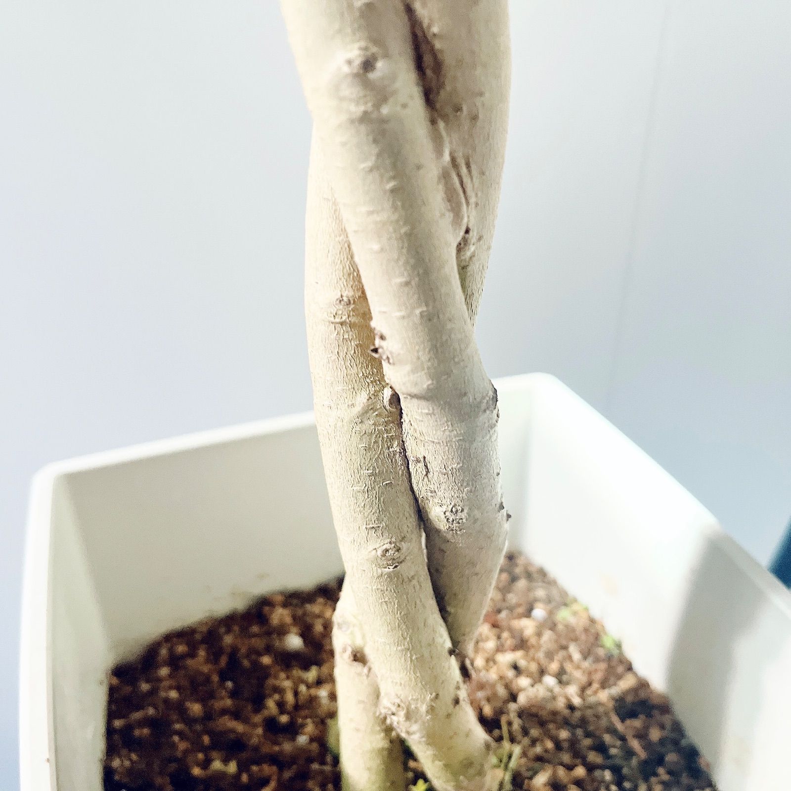 観葉植物 メルカリ市価格！フィカス ベンジャミナ スターL