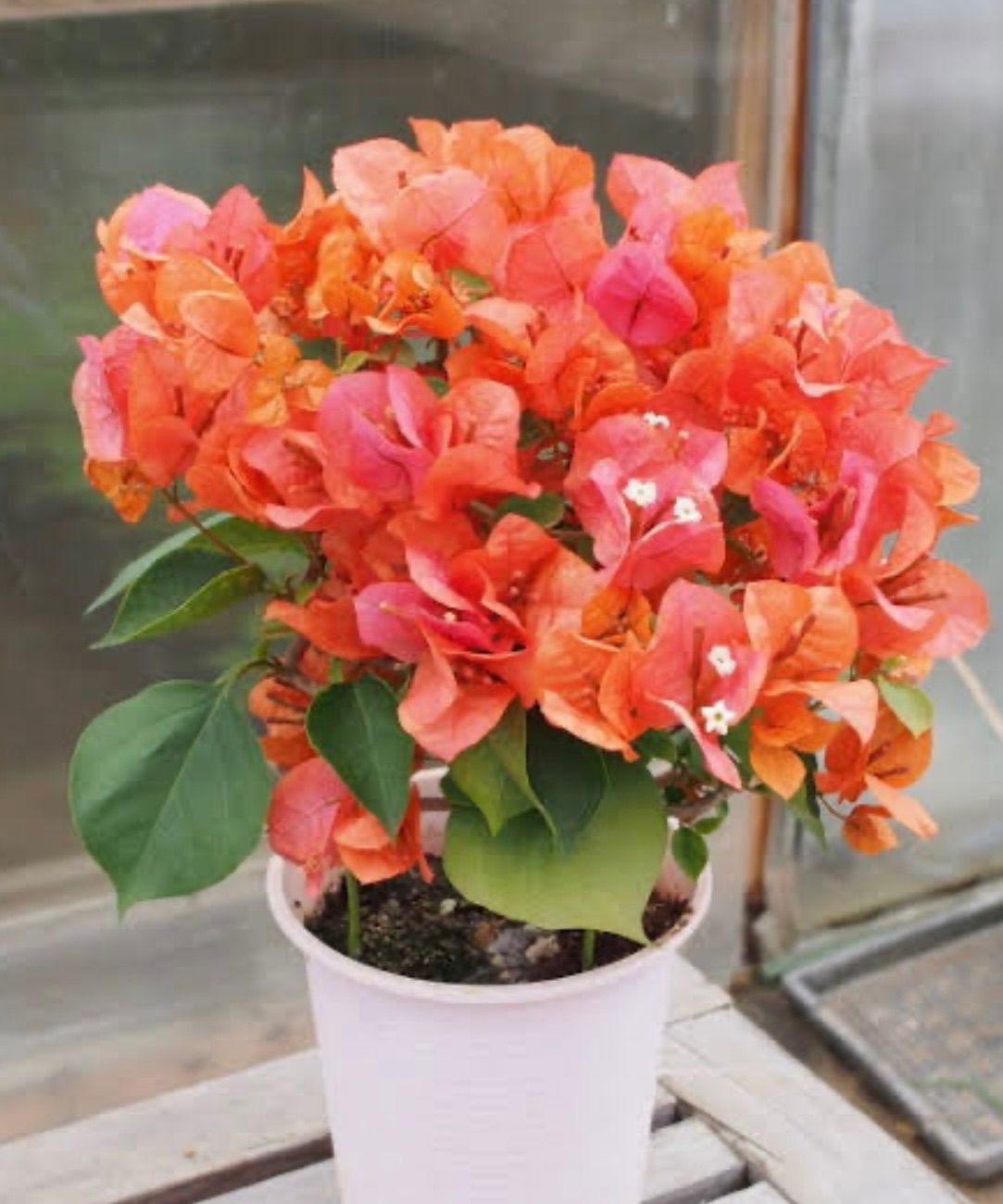 タッキー様専用 - メルカリ