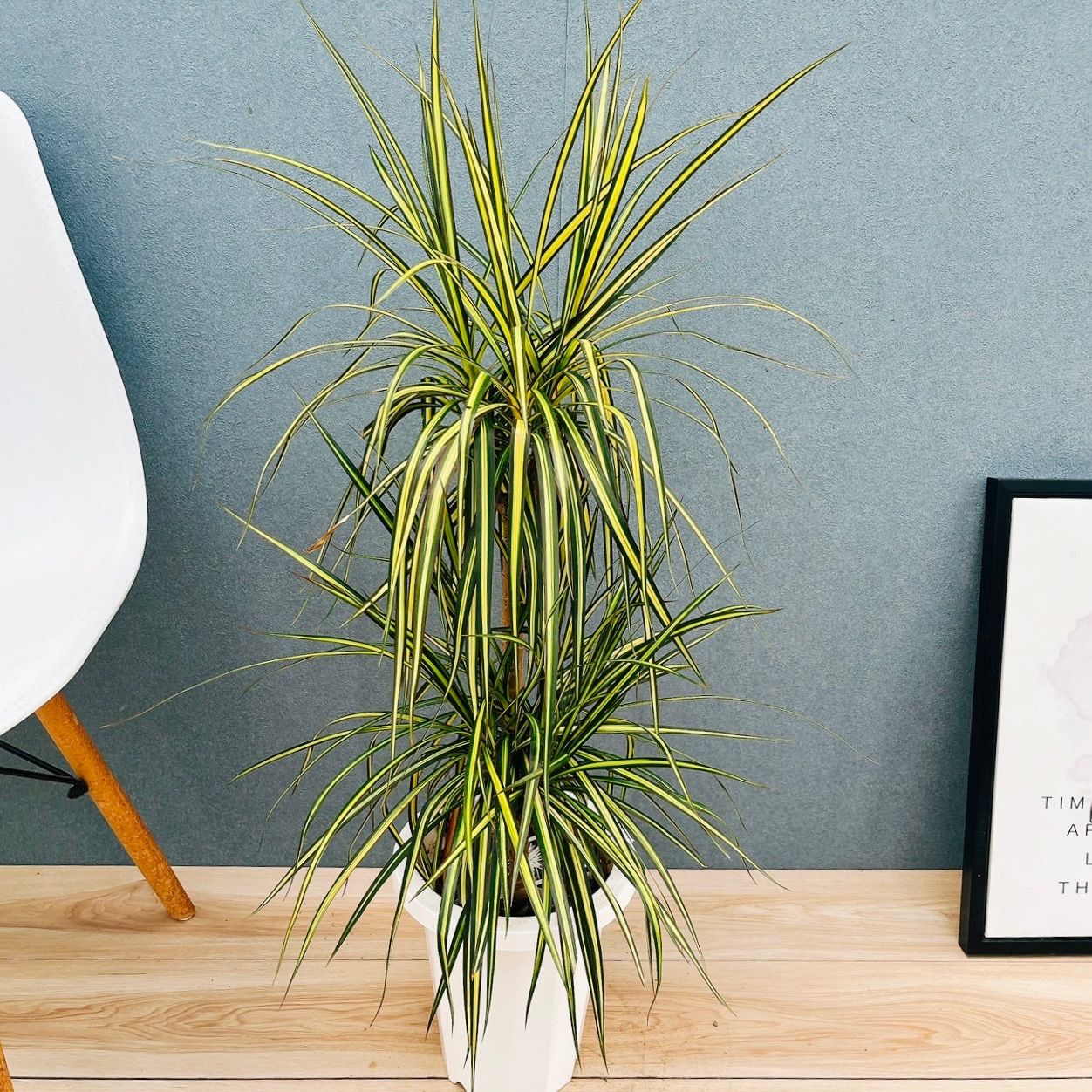 マティーナ・セオドシウ　黄金色の輝き 183548396_o1.jpg?