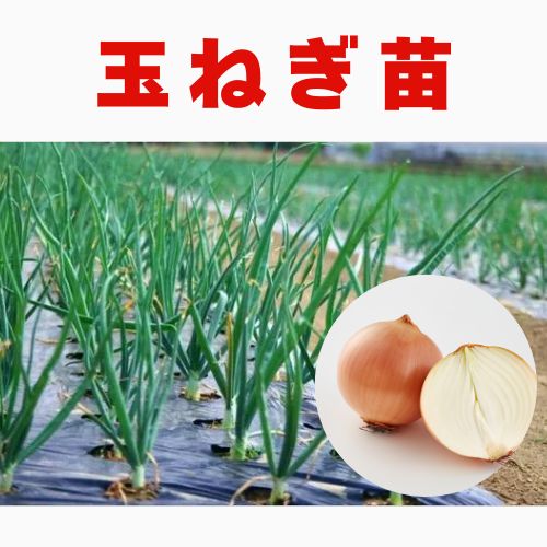 通常販売~ 令和8年 2026春 玉ねぎ苗 400本 - メルカリ 通常販売~ 令和8年 2026春 玉ねぎ苗 400本 - メルカリ