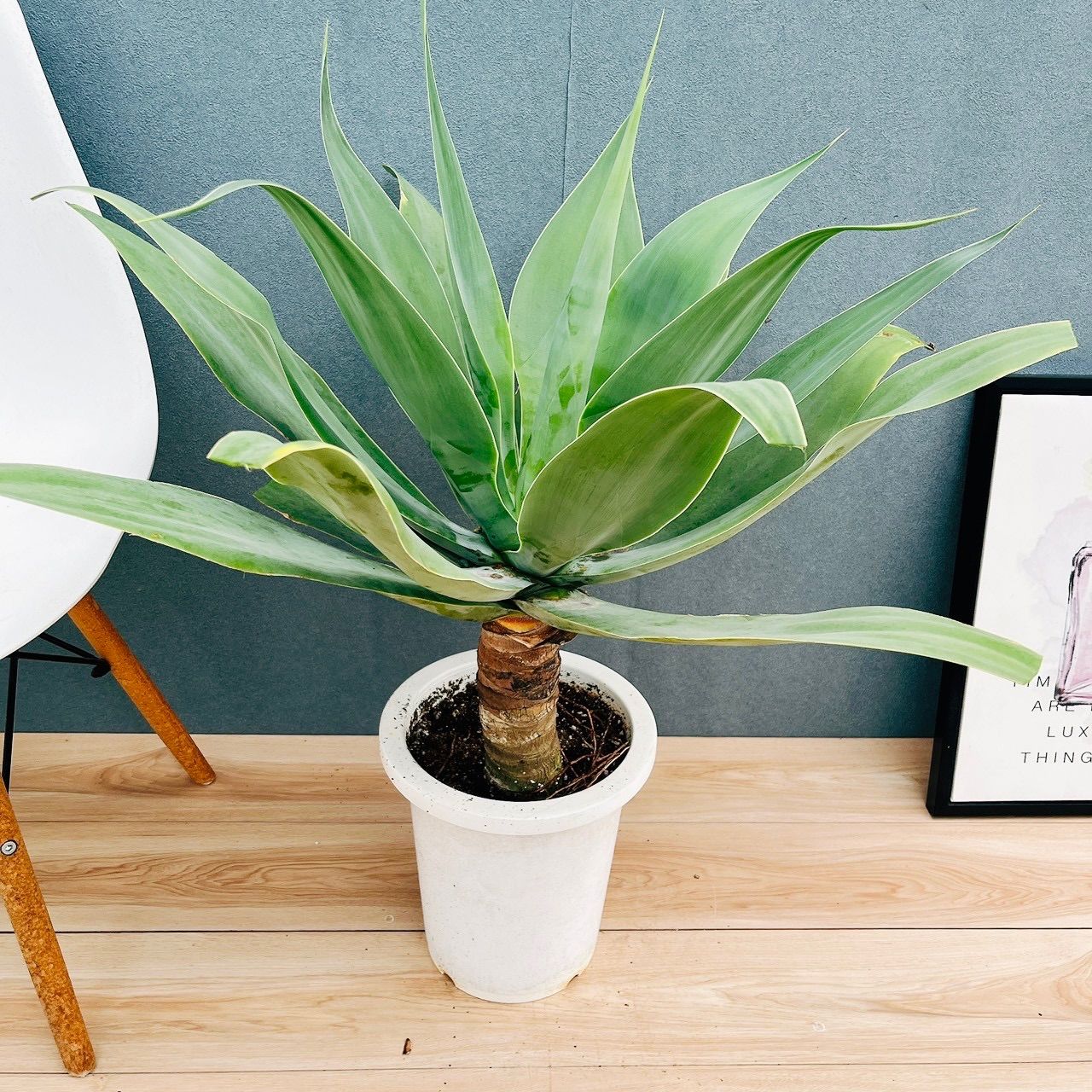 ［現品］9番　アガベ　アテナータ　8号　観葉植物　大型　綺麗　屋外　多肉植物 現品］K アガベ アテナータ 8号 観葉植物 大型 綺麗 屋外 多肉植物