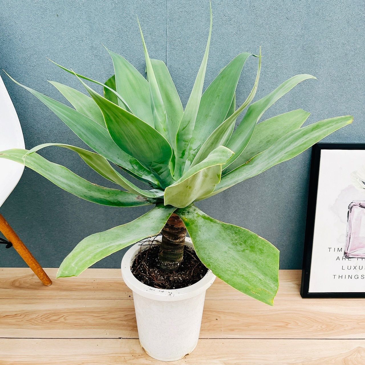 現品］K アガベ アテナータ 8号 観葉植物 大型 綺麗 屋外 多肉植物