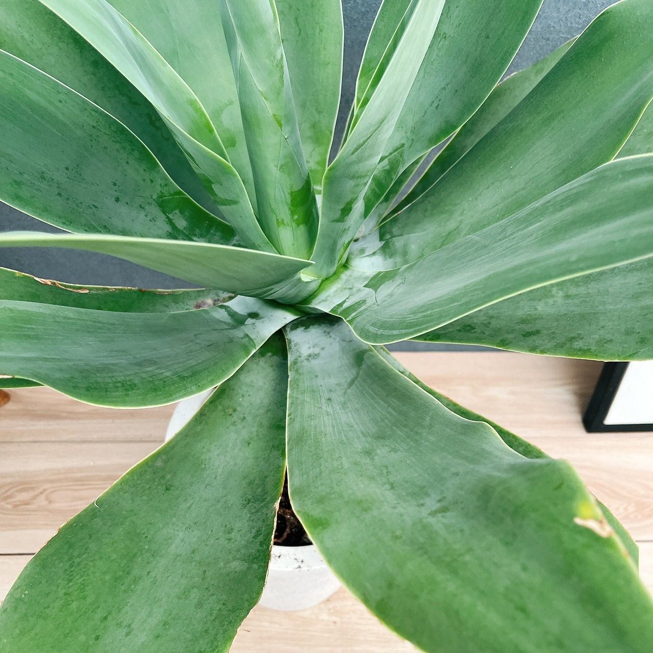 現品］K アガベ アテナータ 8号 観葉植物 大型 綺麗 屋外 多肉植物