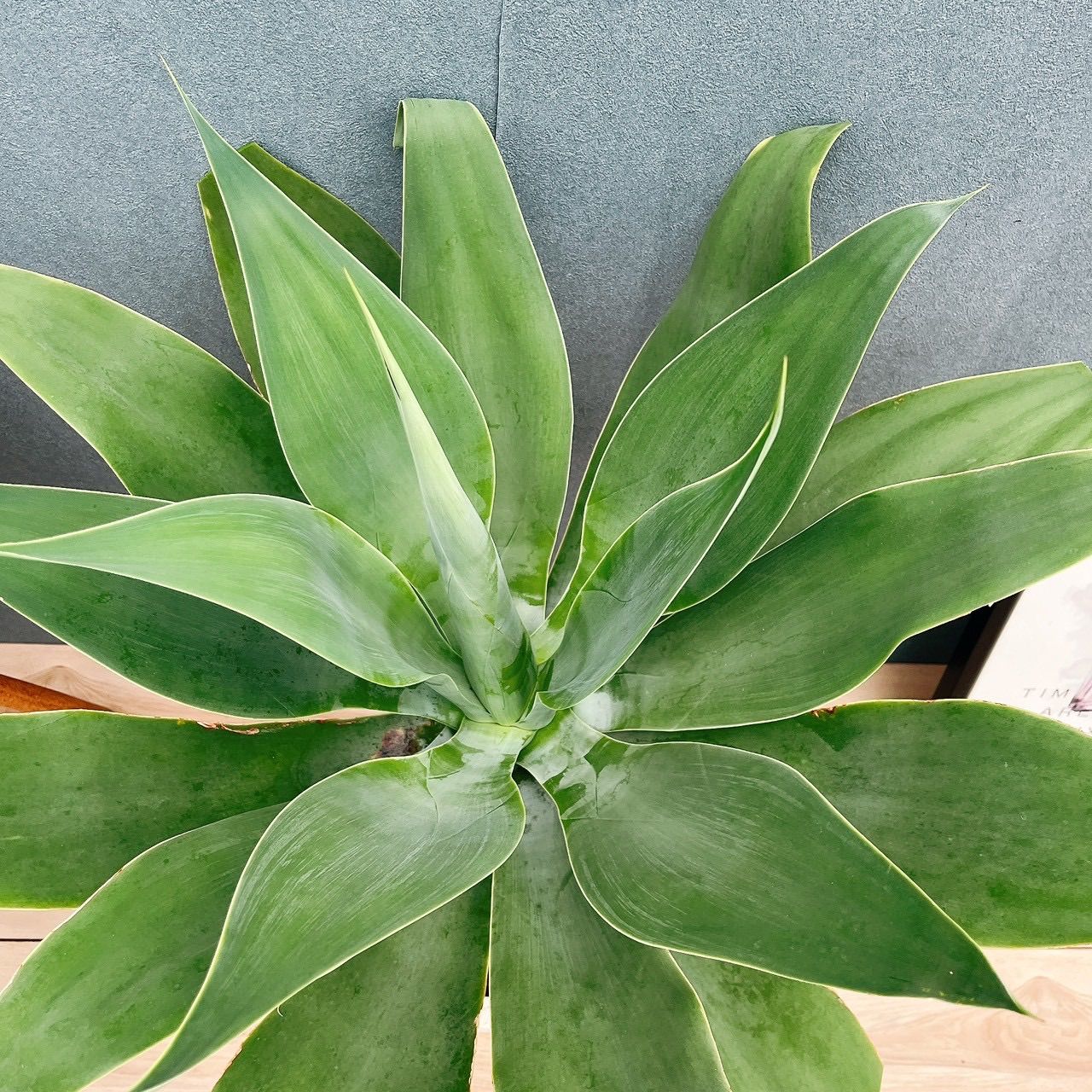 現品］K アガベ アテナータ 8号 観葉植物 大型 綺麗 屋外 多肉植物