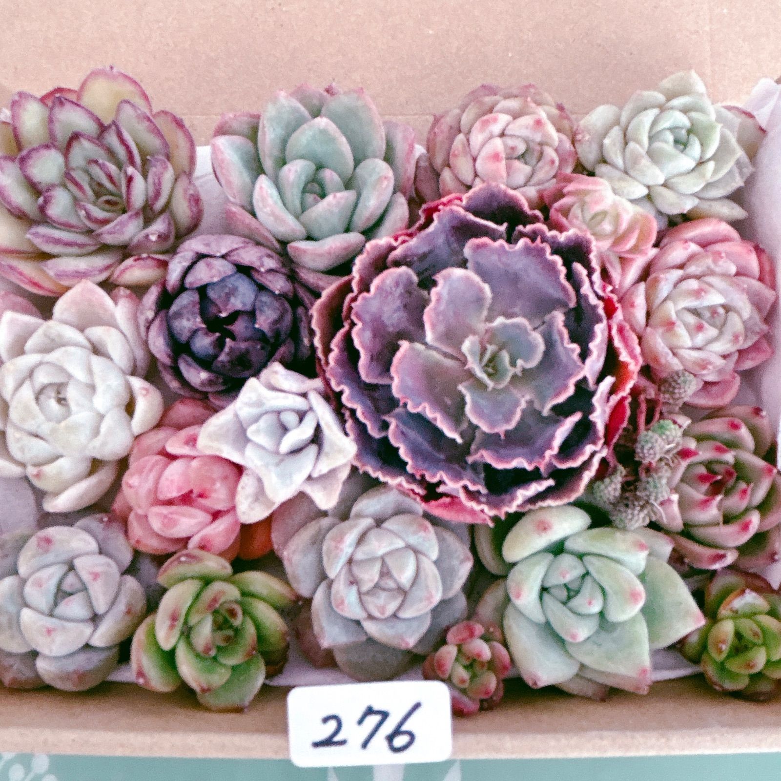 276 多肉植物寄せ植えセット - メルカリ