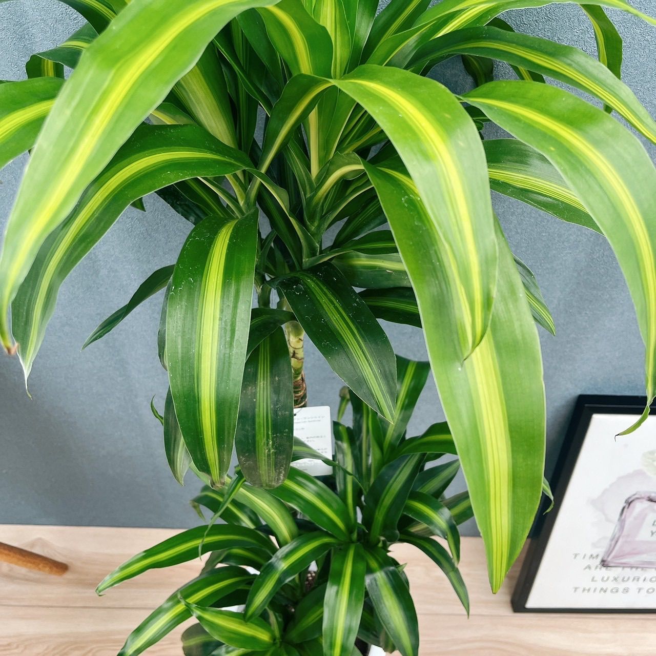 現品］【希少】1番 ドラセナ ハワイアンサンシャイン 8号 観葉植物