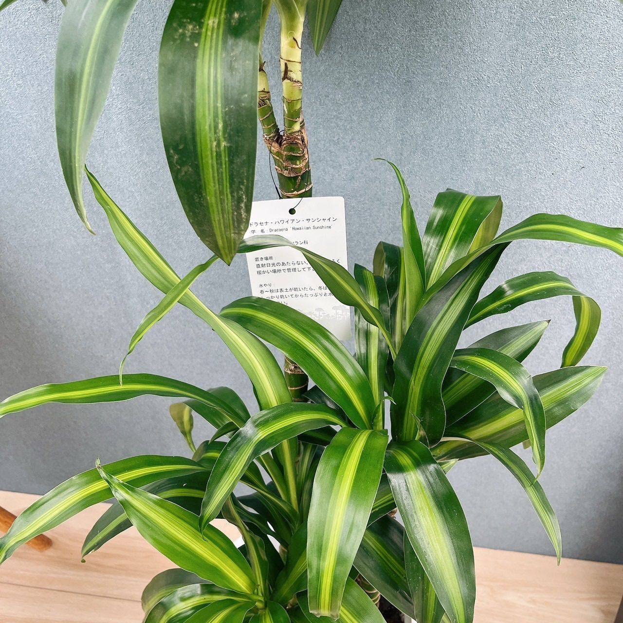 現品］【希少】1番 ドラセナ ハワイアンサンシャイン 8号 観葉植物