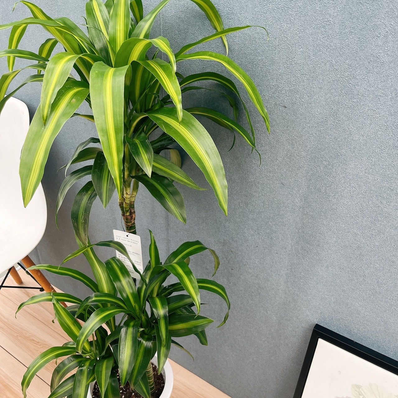 現品］【希少】1番 ドラセナ ハワイアンサンシャイン 8号 観葉植物