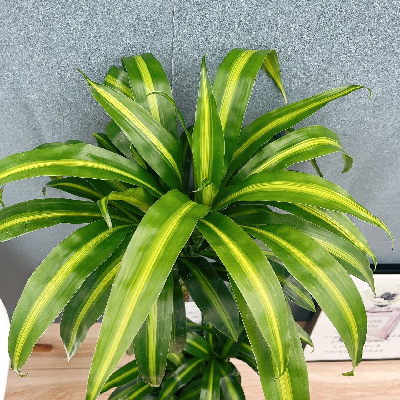 現品］【希少】1番 ドラセナ ハワイアンサンシャイン 8号 観葉植物