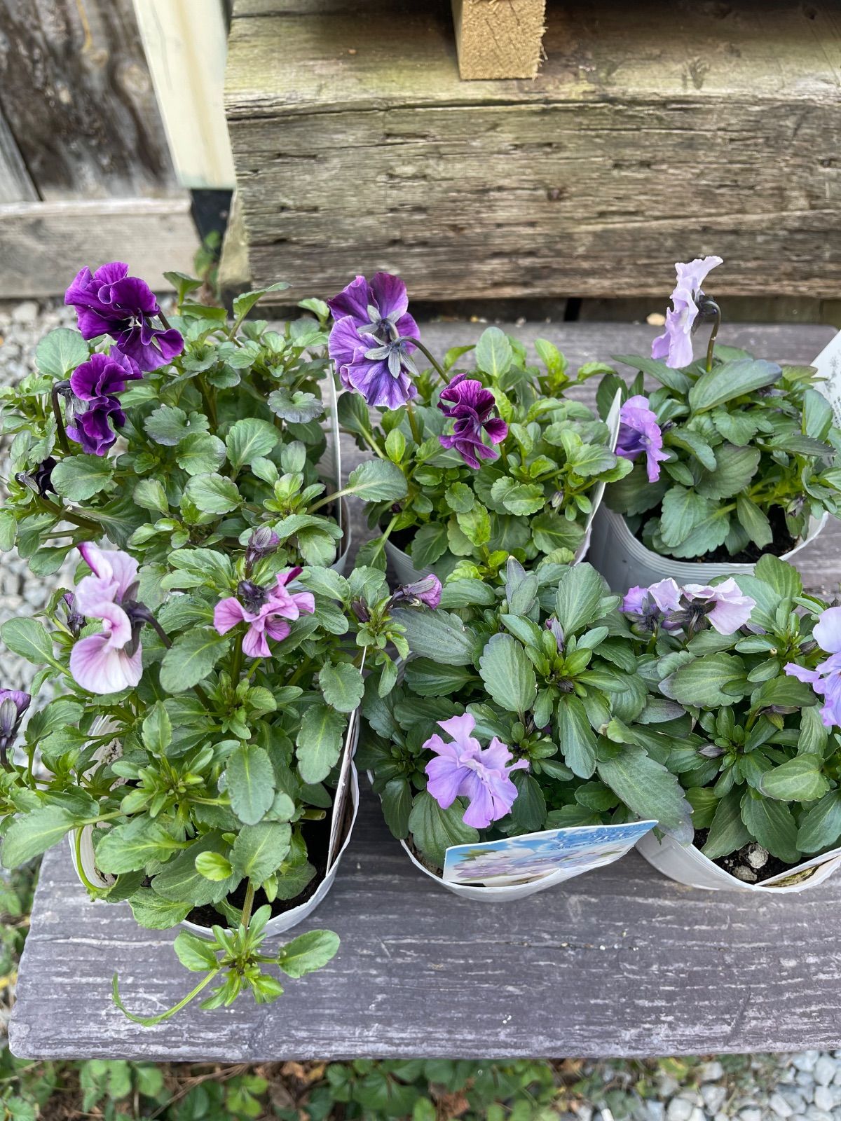 ⭐︎Special価格⭐︎最終値下げ！花苗うえたビオラパンジー6つセット